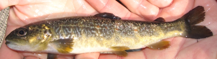 Salmo trutta complex: nuova sintesi sulle origini